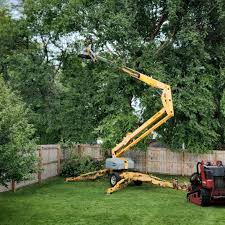 How Our Tree Care Process Works  in Camino Tassajara, CA