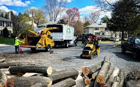 Best Tree Maintenance Programs  in Mino Tassajara, CA