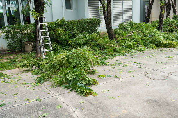 Camino Tassajara, CA Tree Services Company